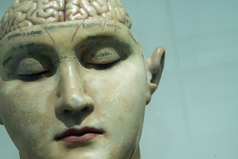 Image of a model head with brain